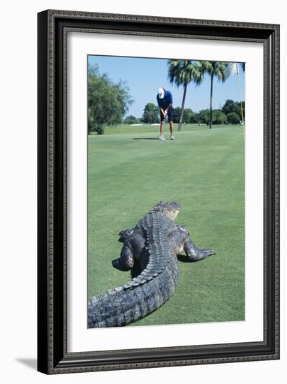 American Alligator on Golf Course-null-Framed Photographic Print