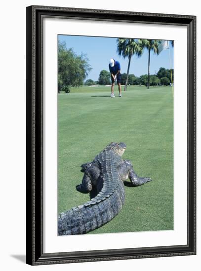 American Alligator on Golf Course-null-Framed Photographic Print