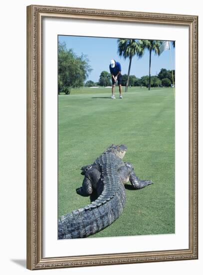 American Alligator on Golf Course-null-Framed Photographic Print