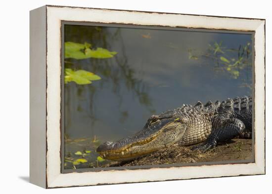 American Alligator on the Anhinga Trail, Everglades National Park, Florida-Maresa Pryor-Framed Premier Image Canvas