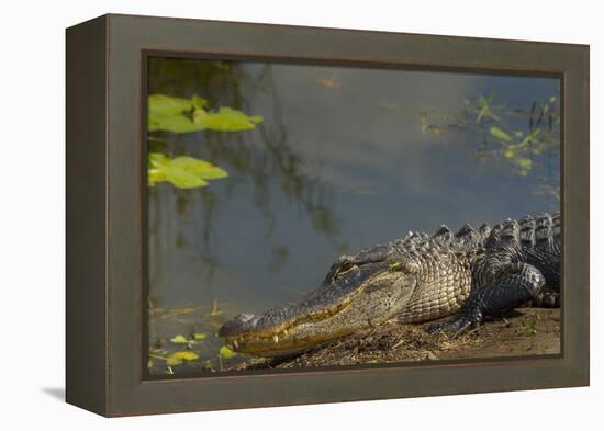 American Alligator on the Anhinga Trail, Everglades National Park, Florida-Maresa Pryor-Framed Premier Image Canvas