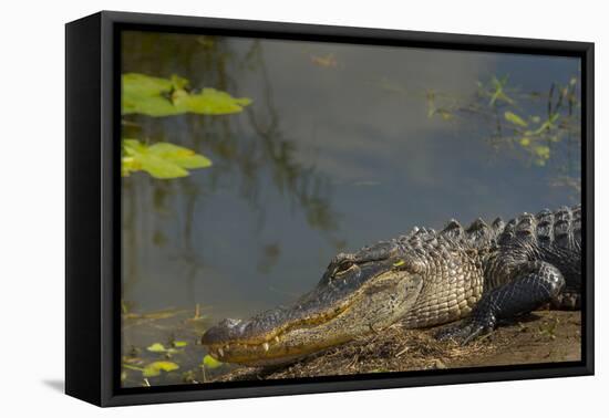 American Alligator on the Anhinga Trail, Everglades National Park, Florida-Maresa Pryor-Framed Premier Image Canvas