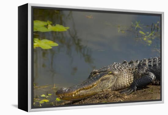 American Alligator on the Anhinga Trail, Everglades National Park, Florida-Maresa Pryor-Framed Premier Image Canvas