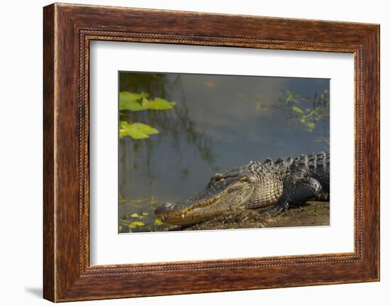 American Alligator on the Anhinga Trail, Everglades National Park, Florida-Maresa Pryor-Framed Photographic Print