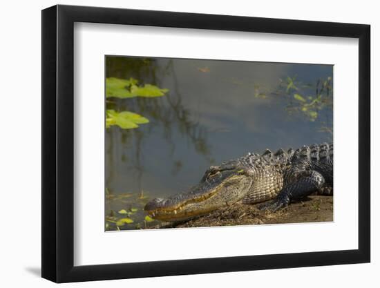 American Alligator on the Anhinga Trail, Everglades National Park, Florida-Maresa Pryor-Framed Photographic Print