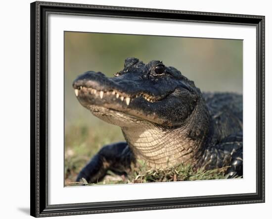 American Alligator Portrait, Florida, USA-Lynn M. Stone-Framed Photographic Print