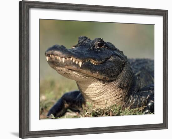 American Alligator Portrait, Florida, USA-Lynn M. Stone-Framed Photographic Print