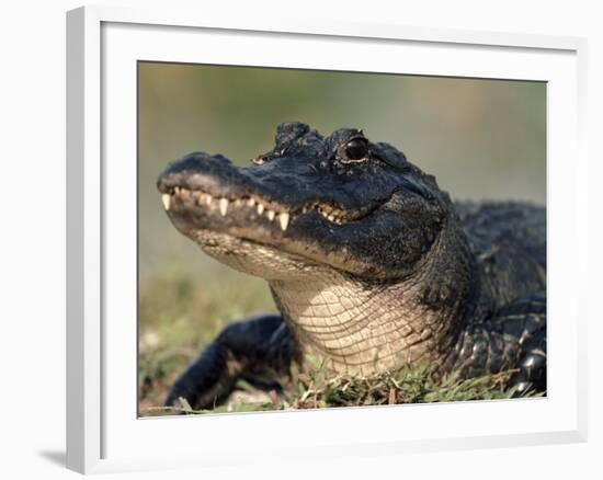 American Alligator Portrait, Florida, USA-Lynn M. Stone-Framed Photographic Print