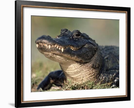 American Alligator Portrait, Florida, USA-Lynn M. Stone-Framed Photographic Print