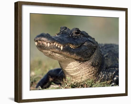 American Alligator Portrait, Florida, USA-Lynn M. Stone-Framed Photographic Print