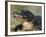 American Alligator Portrait, Florida, USA-Lynn M. Stone-Framed Photographic Print