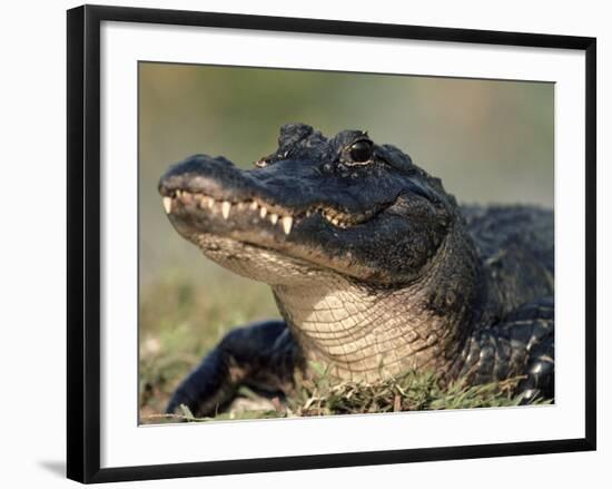 American Alligator Portrait, Florida, USA-Lynn M. Stone-Framed Photographic Print