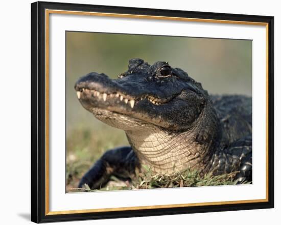 American Alligator Portrait, Florida, USA-Lynn M. Stone-Framed Photographic Print