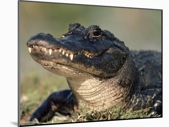American Alligator Portrait, Florida, USA-Lynn M. Stone-Mounted Photographic Print