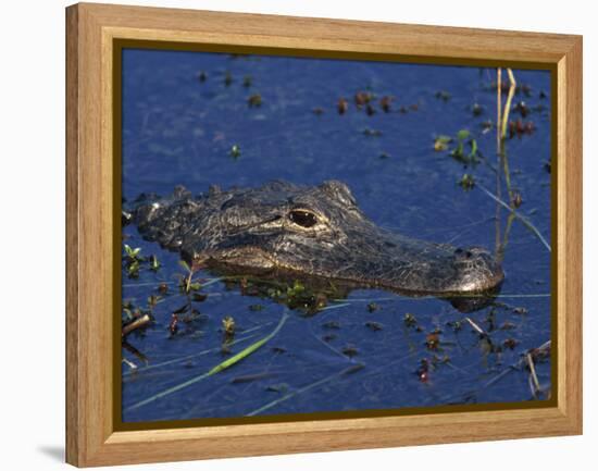 American Alligator, South Florida, United States of America, North America-Rainford Roy-Framed Premier Image Canvas