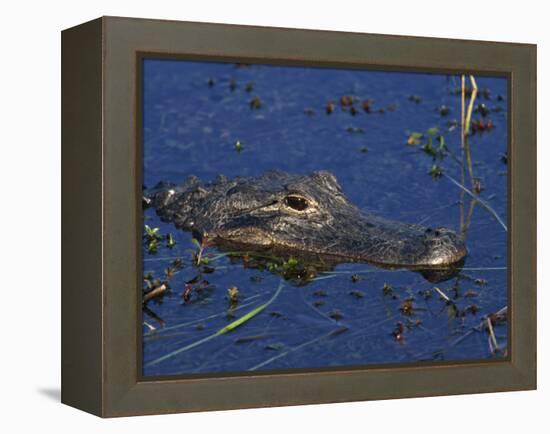 American Alligator, South Florida, United States of America, North America-Rainford Roy-Framed Premier Image Canvas