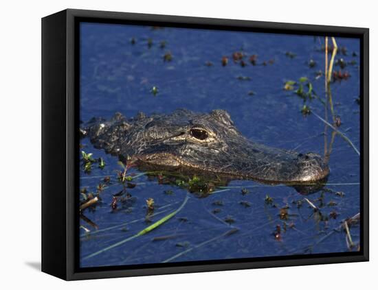 American Alligator, South Florida, United States of America, North America-Rainford Roy-Framed Premier Image Canvas