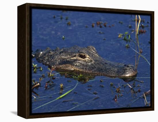 American Alligator, South Florida, United States of America, North America-Rainford Roy-Framed Premier Image Canvas