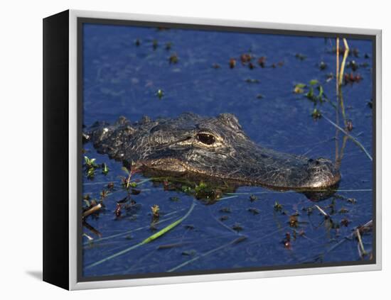 American Alligator, South Florida, United States of America, North America-Rainford Roy-Framed Premier Image Canvas