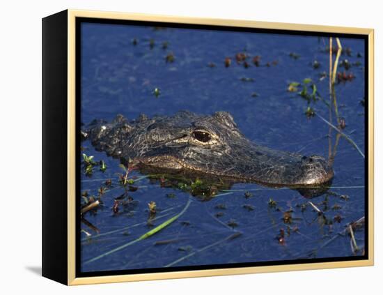 American Alligator, South Florida, United States of America, North America-Rainford Roy-Framed Premier Image Canvas