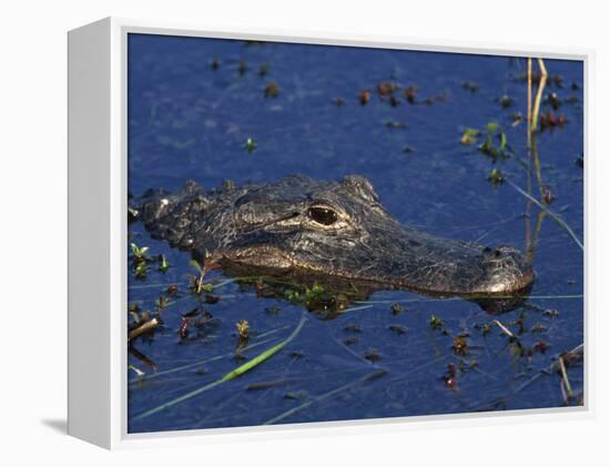 American Alligator, South Florida, United States of America, North America-Rainford Roy-Framed Premier Image Canvas