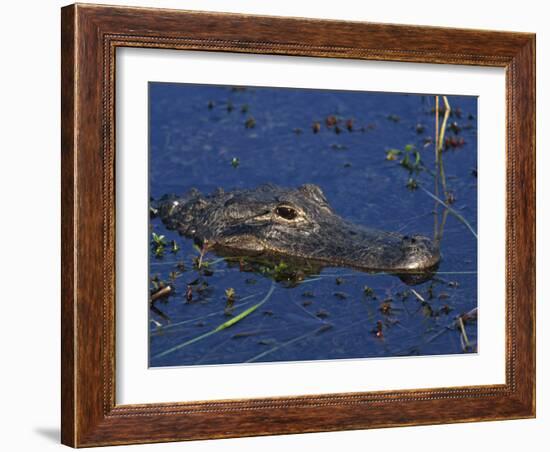 American Alligator, South Florida, United States of America, North America-Rainford Roy-Framed Photographic Print