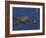 American Alligator, South Florida, United States of America, North America-Rainford Roy-Framed Photographic Print