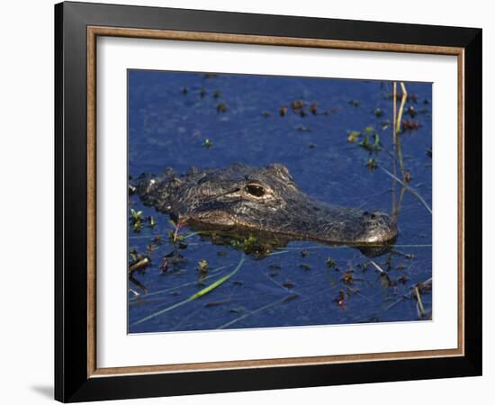 American Alligator, South Florida, United States of America, North America-Rainford Roy-Framed Photographic Print