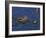 American Alligator, South Florida, United States of America, North America-Rainford Roy-Framed Photographic Print