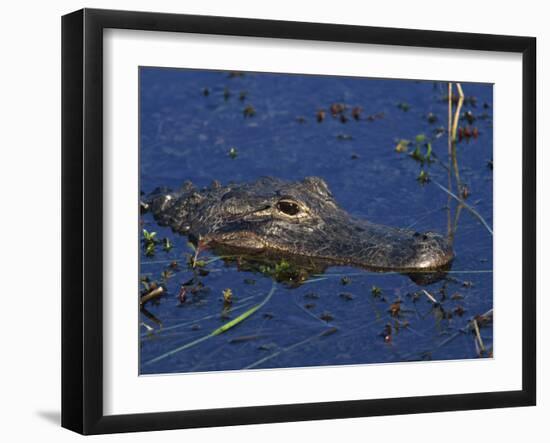 American Alligator, South Florida, United States of America, North America-Rainford Roy-Framed Photographic Print