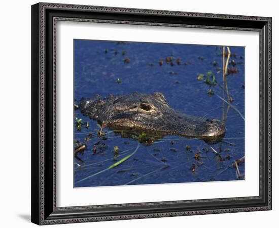 American Alligator, South Florida, United States of America, North America-Rainford Roy-Framed Photographic Print