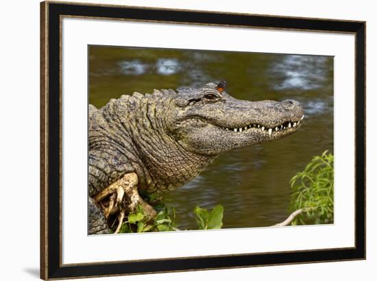 American alligator sunning with butterfly on head, Alligator mississippiensis, Gatorland, Orlando, -Adam Jones-Framed Photographic Print