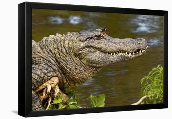 American alligator sunning with butterfly on head, Alligator mississippiensis, Gatorland, Orlando, -Adam Jones-Framed Premier Image Canvas