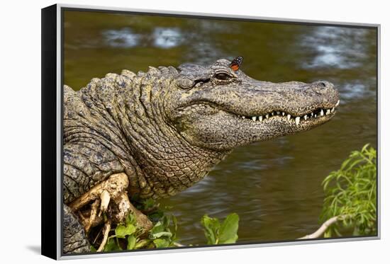 American alligator sunning with butterfly on head, Alligator mississippiensis, Gatorland, Orlando, -Adam Jones-Framed Premier Image Canvas