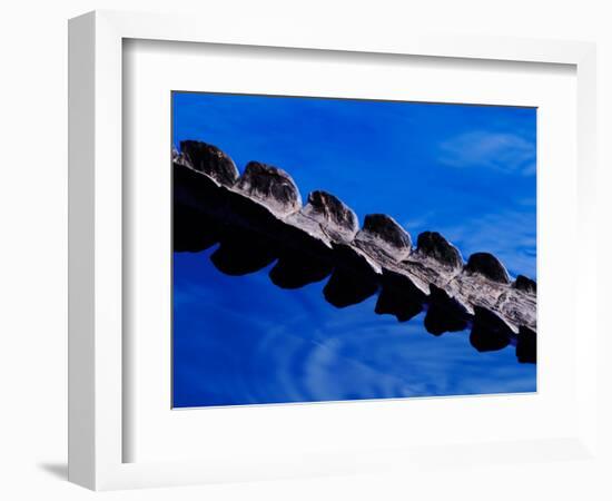 American Alligator Tail Details, Everglades National Park, Florida, USA-Adam Jones-Framed Photographic Print