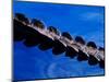 American Alligator Tail Details, Everglades National Park, Florida, USA-Adam Jones-Mounted Photographic Print