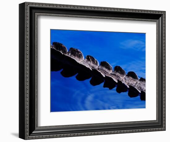 American Alligator Tail Details, Everglades National Park, Florida, USA-Adam Jones-Framed Photographic Print