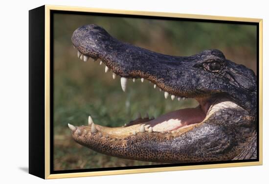 American Alligator with Jaws Open-DLILLC-Framed Premier Image Canvas