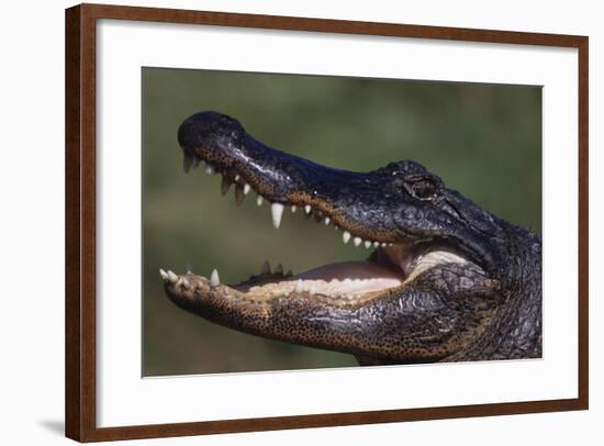 American Alligator with Jaws Open-DLILLC-Framed Photographic Print