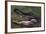 American Alligator with Jaws Open-DLILLC-Framed Photographic Print