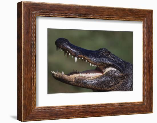 American Alligator with Jaws Open-DLILLC-Framed Photographic Print