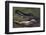 American Alligator with Jaws Open-DLILLC-Framed Photographic Print