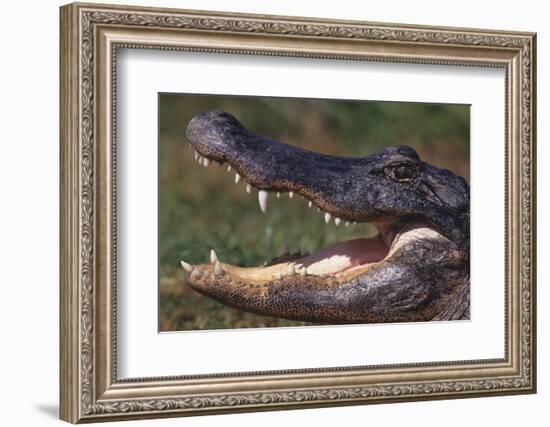 American Alligator with Jaws Open-DLILLC-Framed Photographic Print