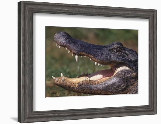 American Alligator with Jaws Open-DLILLC-Framed Photographic Print