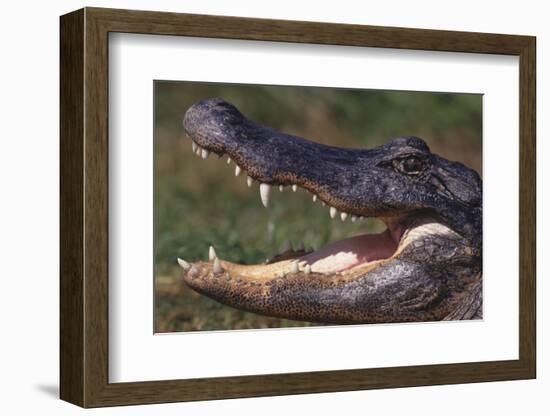 American Alligator with Jaws Open-DLILLC-Framed Photographic Print