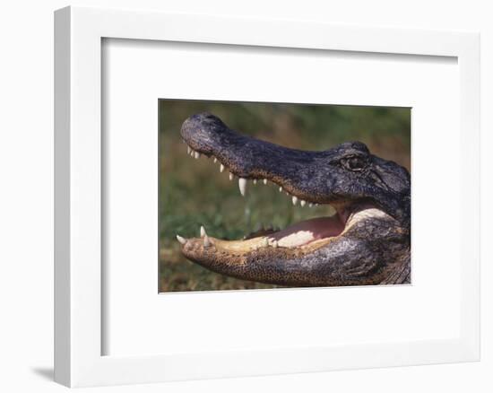 American Alligator with Jaws Open-DLILLC-Framed Photographic Print