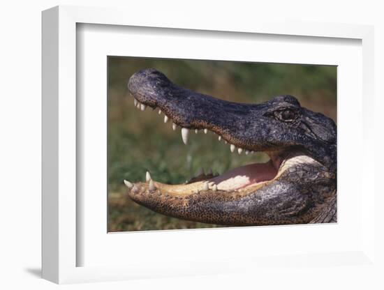 American Alligator with Jaws Open-DLILLC-Framed Photographic Print