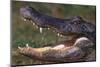 American Alligator with Jaws Open-DLILLC-Mounted Photographic Print