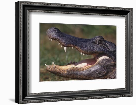 American Alligator with Jaws Open-DLILLC-Framed Photographic Print