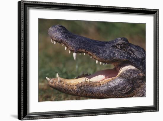 American Alligator with Jaws Open-DLILLC-Framed Photographic Print